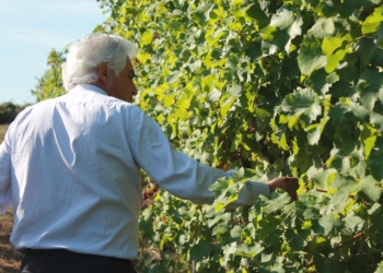Le Velette: “Vendemmia 2013, il percorso è stato articolato ma sarà una stupenda annata per l’Orvieto”