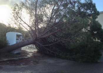 Caduto un albero a via Velino