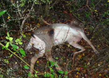 Allerona, ucciso daino a colpi di fucile