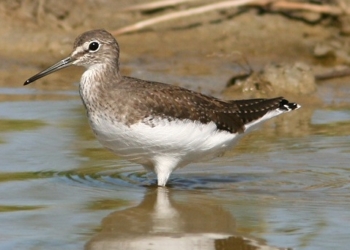 Censimento degli uccelli acquatici sul Paglia
