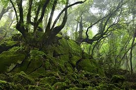 Passeggiata al Bosco del Sasseto