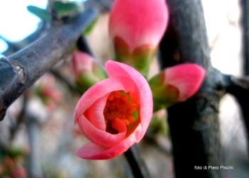 Il cotogno giapponese annuncia la primavera a Ciconia