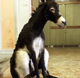 Il somaro è morto di fame