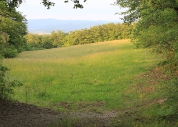 “Giornata internazionale della foresta” ad Allerona e Acquapendente