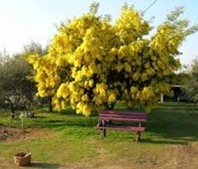 Calcagni. Una pianta di mimosa a ogni bambina nata