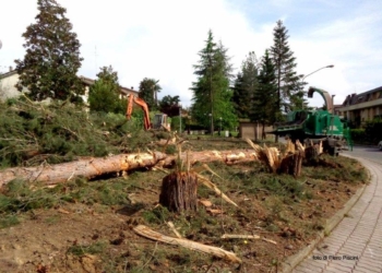 Il pinicidio di Ciconia