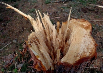 Il pinicidio di Ciconia