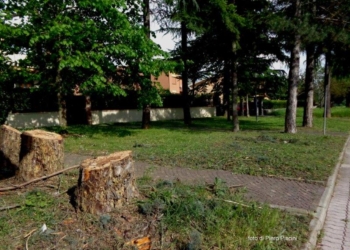 Il pinicidio di Ciconia