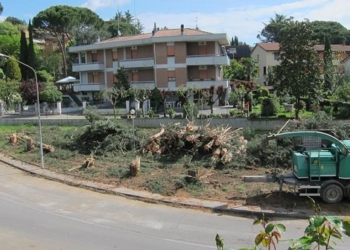 Via la pineta in via degli Ulivi, dava allergia (e non solo)