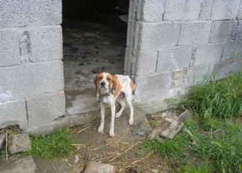 Sequestrati quattro cuccioli e la loro madre denutriti e tenuti in un ricovero fatiscente