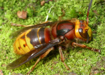 Convenzione tra Regione e Vigili del fuoco per combattere vespe calabroni ed api