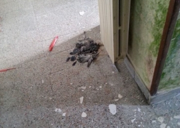 Fontanile venduto e centro anziani in malora, la protesta della frazione di Canale