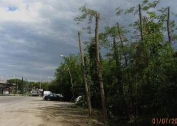 Il taglio delle robinie