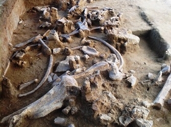 Terminata una prima campagna di scavi a Castel Cellesi per l’ elephant dell’età paleolitica