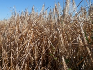 L’inchino del grano
