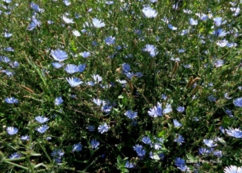 Fiori e piante a Ciconia