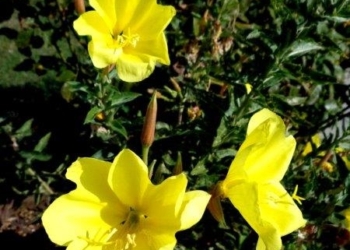 Fiori e piante a Ciconia