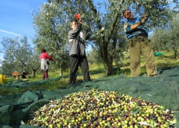 Un bando per la raccolta delle olive sul terreno comunale nei pressi del “Belvedere”