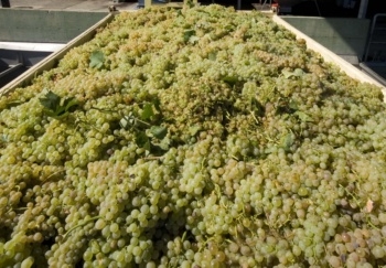 Vendemmia 2014, Cerquetelli: “annata difficile ma buona qualità delle uve conferita dai soci e aumento quantità”