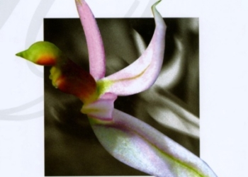 Passeggiare alla ricerca delle orchidee spontanee. E questione di salute