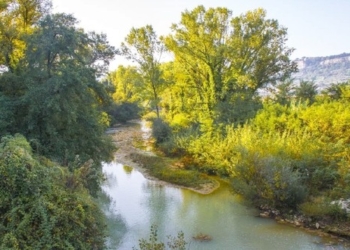 Gli alberi del fiume: problema o risorsa?