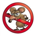 Emergenza topi a Castel Viscardo: l’Amministrazione conclude gli interventi straordinari di derattizzazione