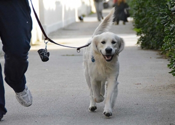 Sì al nuovo regolamento per il benessere degli animali. Orvieto fa un passo di civiltà