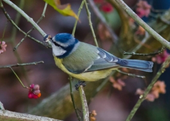 Cinciarella con residuo seme di girasole