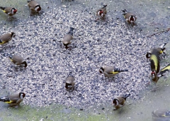 Ricetta per cardellini