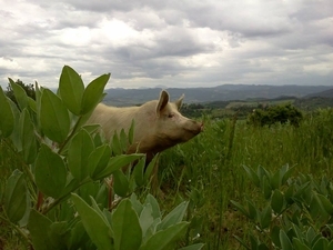 L’Istituto Agrario al Festival del Maiale a Montegabbione