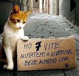 Al Fanello Giornata di raccolta cibo a favore delle colonie feline di Orvieto