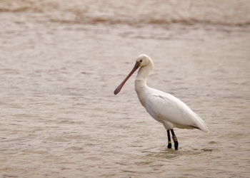 All’Oasi WWF di Alviano arriva la Spatola 342
