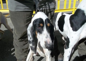 Ad Orvieto la 29° edizione della mostra canina del Campionato Sociale della Società Italiana Pro Segugio