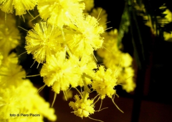 Festa della mimosa a Ciconia