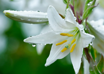 Maddalena Elisa finalmente a casa
