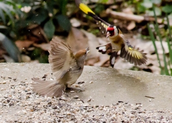 8 marzo. Buona Festa della donna