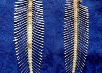 Sogliola italiana e sogliola greca