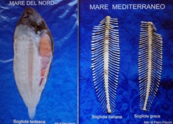 Sogliola tedesca, italiana e greca