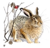 L’osservatorio faunistico regionale mette a disposizione banche dati su “Fauna dell’Umbria on line”