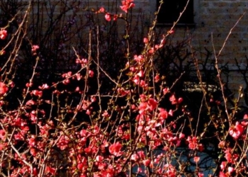 LETTERE PROVINCIALI n° 35 del 13 marzo 2015