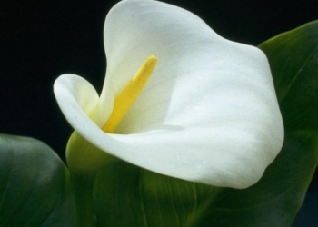 Fiori al mercato per l’ambulante morto suicida