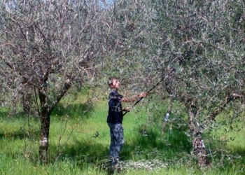 Corso teorico pratico sull’olivicoltura a Castel Viscardo. Numerosi i partecipanti giunti da diversi comuni dell’Umbria