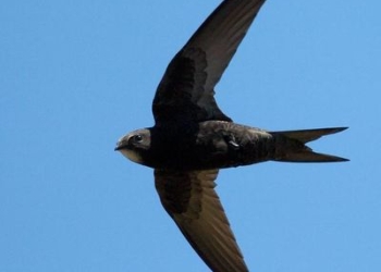 MA DOVE DORMONO I RONDONI