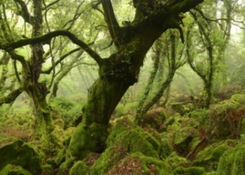 “Giornata di Citizen Scienze” dedicata alla scoperta dei licheni e monitoraggio della biodiversità del Comune di Acquapendente