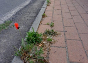 Marciapiede in Fiore a Ciconia