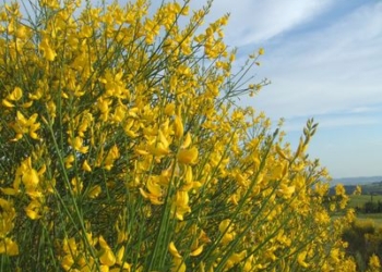 Il Maggio tra Terra e Cielo