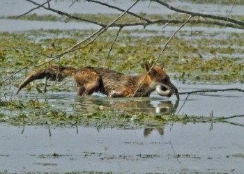 GIORNATA OASI 2015: Nozze d’argento per le oasi wwf