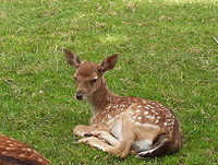 Approvato il piano di assestamento faunistico venatorio delle specie capriolo e daino