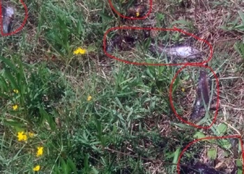 Pesci lasciati morire al laghetto di Ciconia