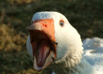 “Oca” prodotto tipico locale. Lo ha riconosciuto l’amministrazione comunale
